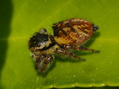 Réf. 297 232 : Carrhotus xanthogramma